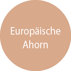 Europäische Ahorn